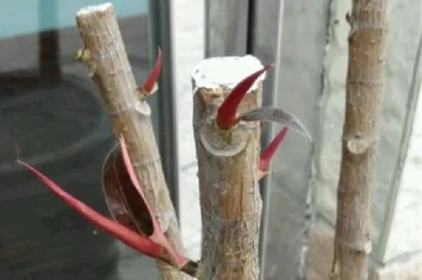 怎么让橡皮树多长侧枝,主干可以刻芽吗