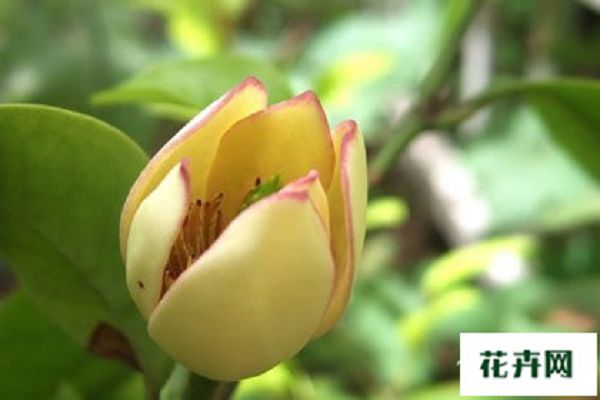 含笑花什么时候开花?