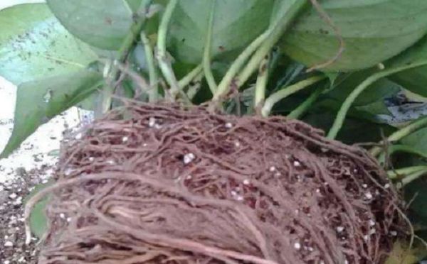 土培绿萝根系太多怎么办?