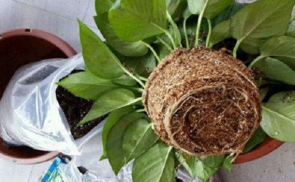 绿萝换盆后缓苗期多久