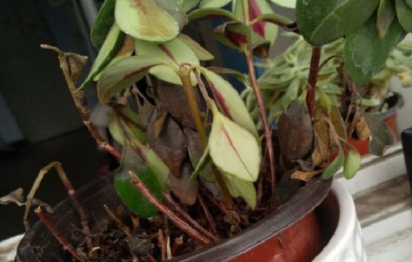 金鱼吊兰不能这样养，否则植株容易枯死