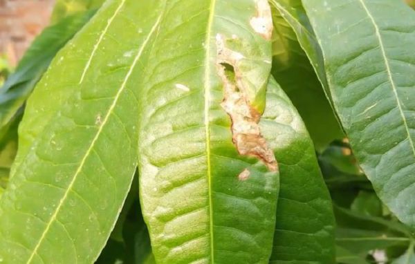 发财树叶子发焦,是怎么原因?