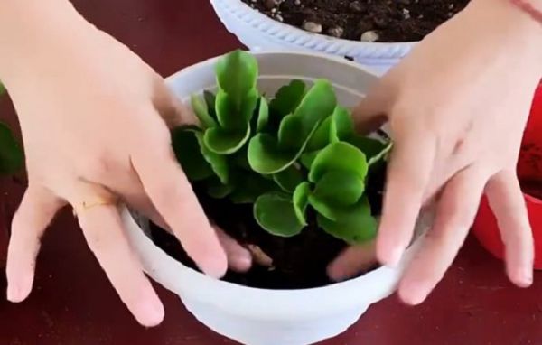 新种植长寿花小苗需要上肥吗?