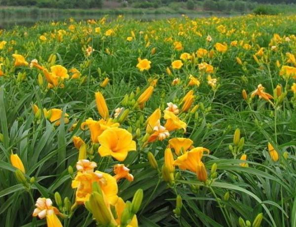 萱草怎么养?萱草的花期是多久?