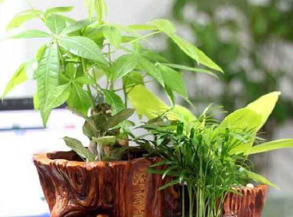 发财树的养殖技术,只需要做好五个要点即可