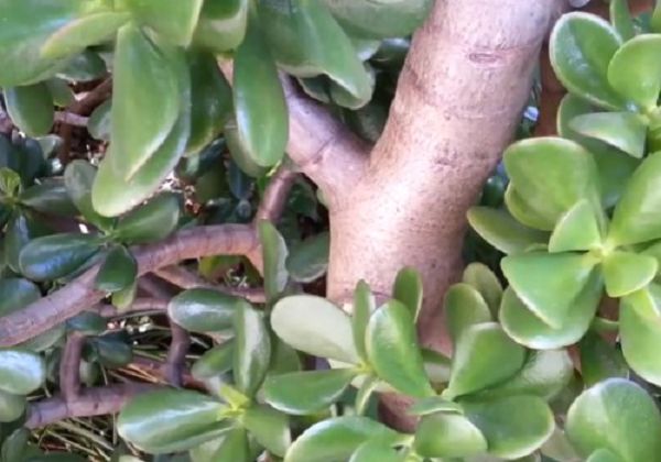 怎样让玉树长粗?