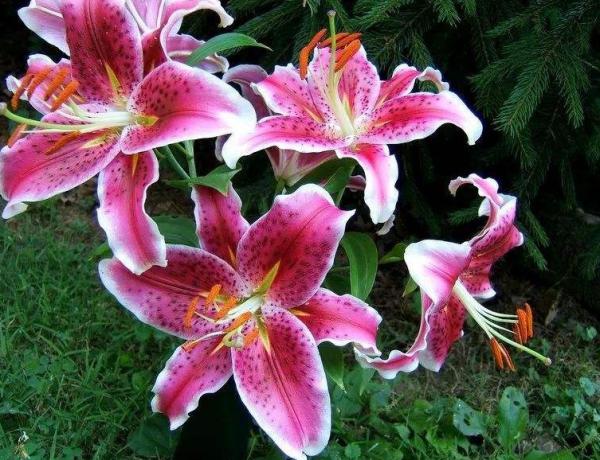 养百合花为什么要剪掉花蕊？怎么养护百合花？