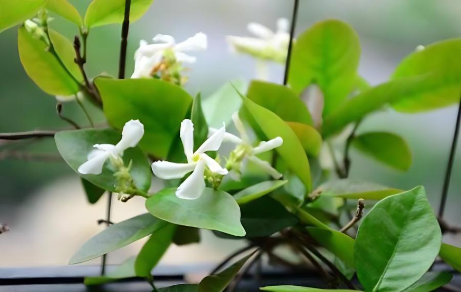 风车茉莉怎么盆栽?风车茉莉的盆栽方法