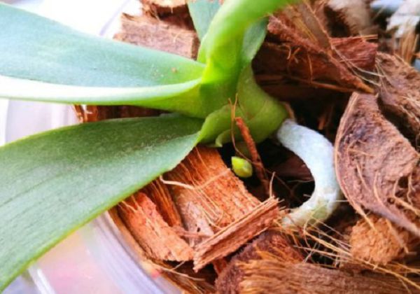 用椰壳可以养蝴蝶兰吗?