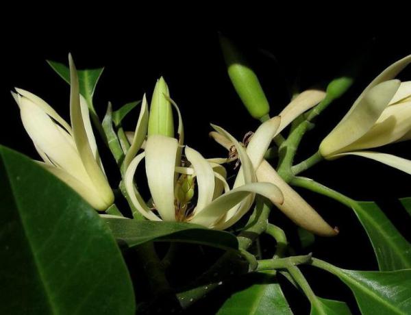 白兰花怎么养?白兰花的生长习性和养殖方法