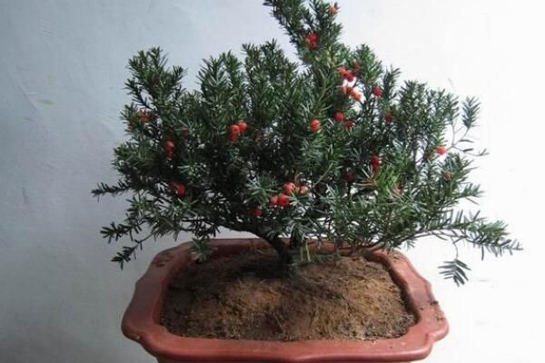 红豆杉怎么扦插繁殖,红豆杉扦插繁殖步骤