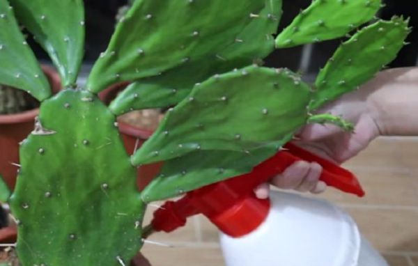 仙人掌总是养不活,原来问题出在这里