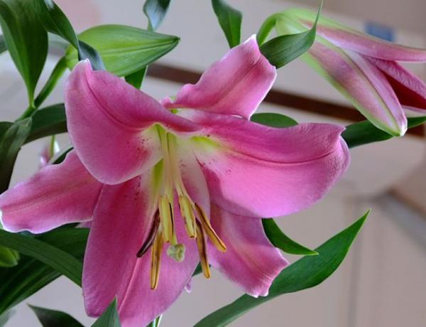 母亲节送妈妈什么花最合适?