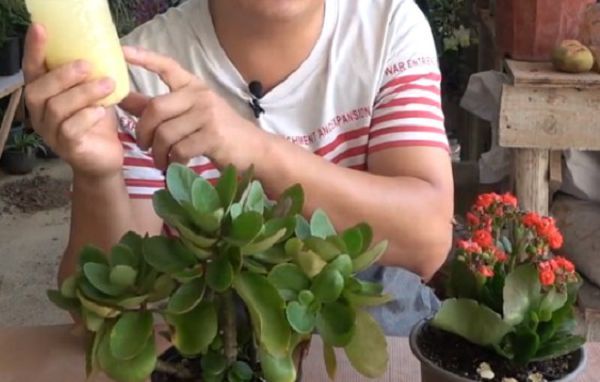 长寿花这样扦插生根发芽快,半个月之后就可以施肥