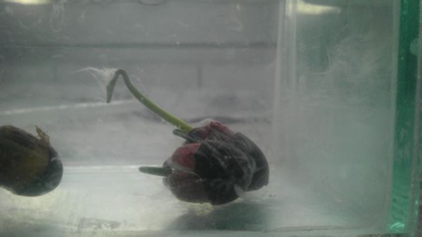 碗莲长毛是怎么办？