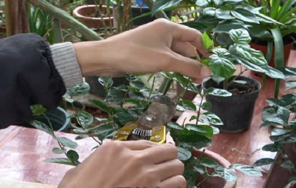 茉莉花冬天好养吗?