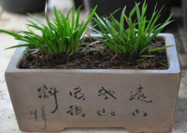 菖蒲能耐低温吗?