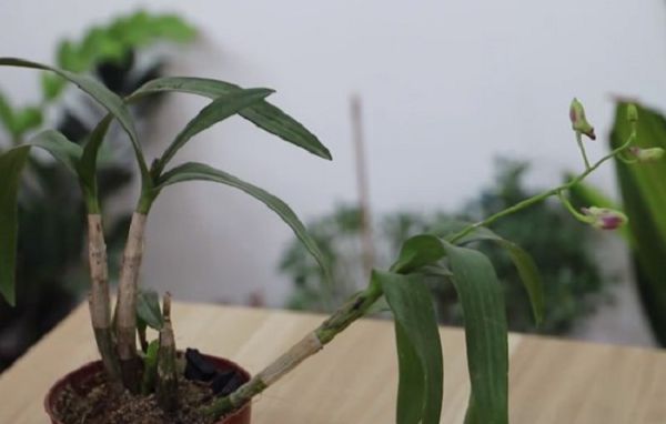 石斛掉叶,是怎么原因?