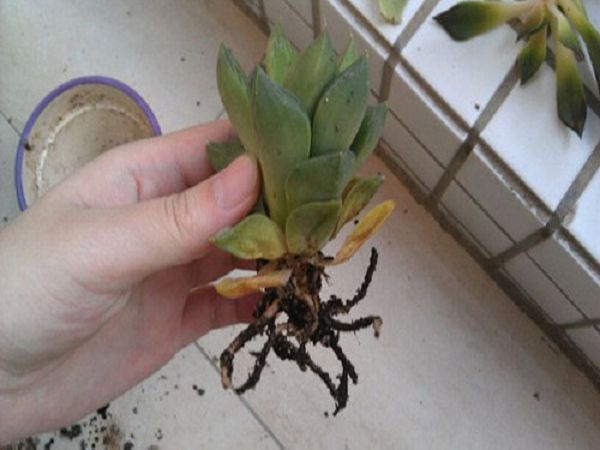 盆栽多肉植物烂叶怎么办?