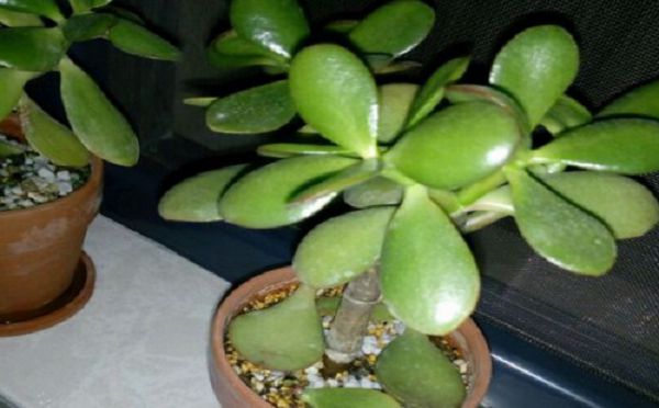 玉树叶子一碰就掉怎么办?