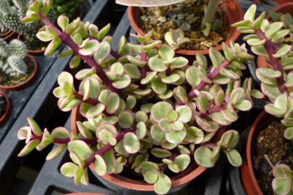 雅乐之舞怎么养成老桩,必须抓好以下要点