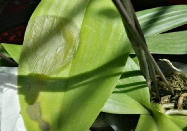 蝴蝶兰叶子腐烂了怎么办?