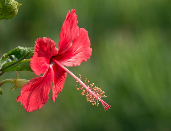 扶桑花怎么养殖?