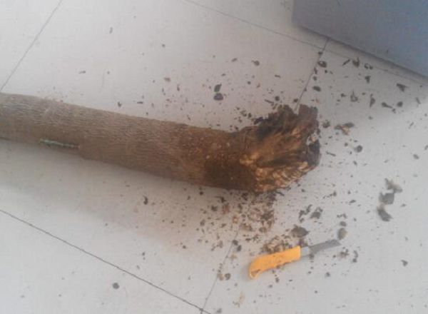 幸福树烂根怎么办,幸福树烂根的救治方法