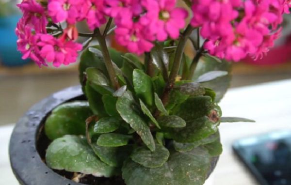 长寿花开花时间可以给花喷水吗?