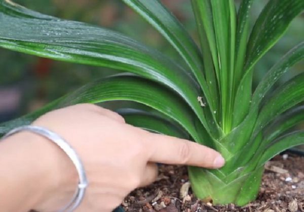 花生壳可以作为君子兰的肥料吗?