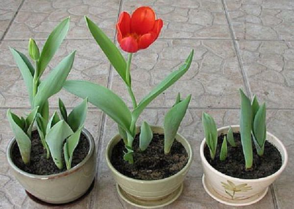 郁金香施肥技术?