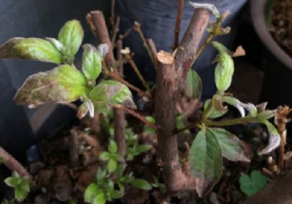 映山红新叶干枯变黑一碰就掉怎么办?