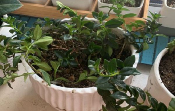 金鱼吊兰长得太稀疏怎么办?