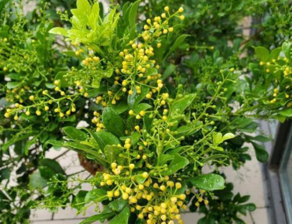 米兰花怎么养护?米兰花的养护方法