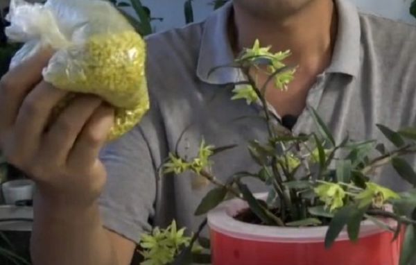 石斛盆面上长白碱,是怎么原因?