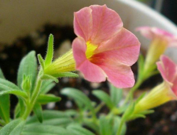 百万小铃怎么爆盆养护?