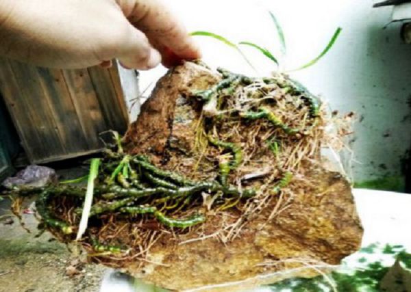 什么是龙根菖蒲?龙根菖蒲怎么养?