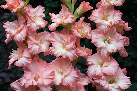 秦皇岛适合养什么花，市花和市树是什么