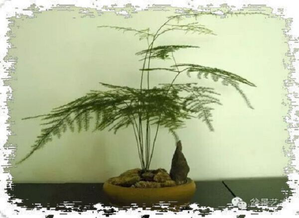 怎样给盆栽文竹整枝