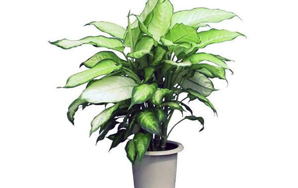 万年青可以放在客厅吗,万年青风水摆放禁忌