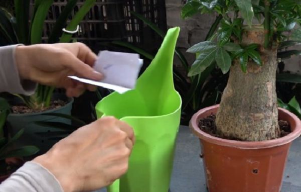 掌握这种养发财树的方法,它既不烂根又不黄叶