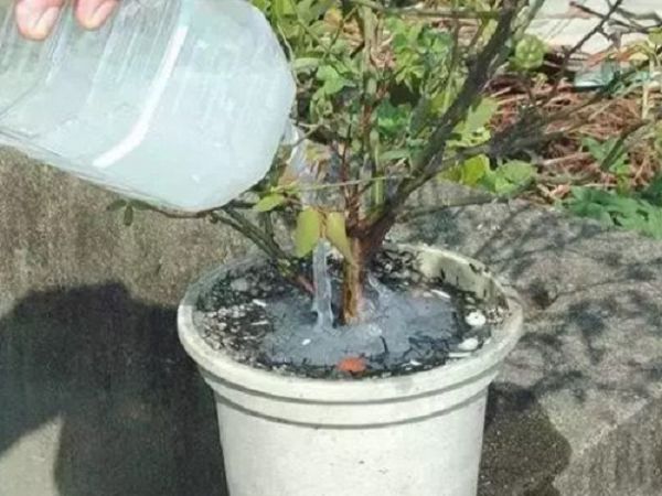 盆景里有蚂蚁怎么办？