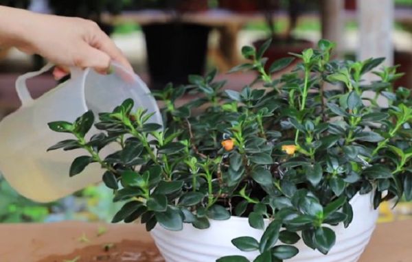 金鱼吊兰夏天这样养护,安全度夏有保障