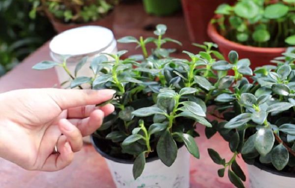 金鱼吊兰有花苞了可以施肥吗?