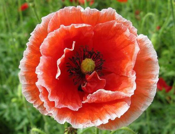 虞美人养殖方法和注意事项