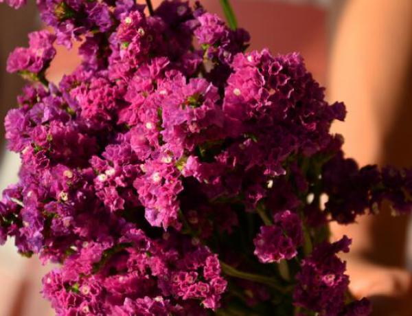 勿忘我发表什么?