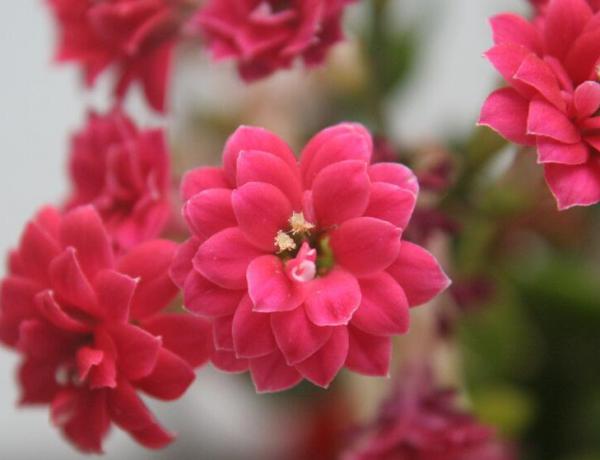 长寿花开花后怎么养护?