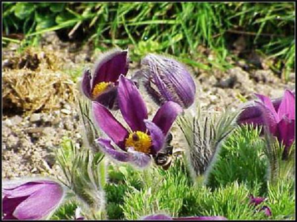 白头翁的病虫害及其防治