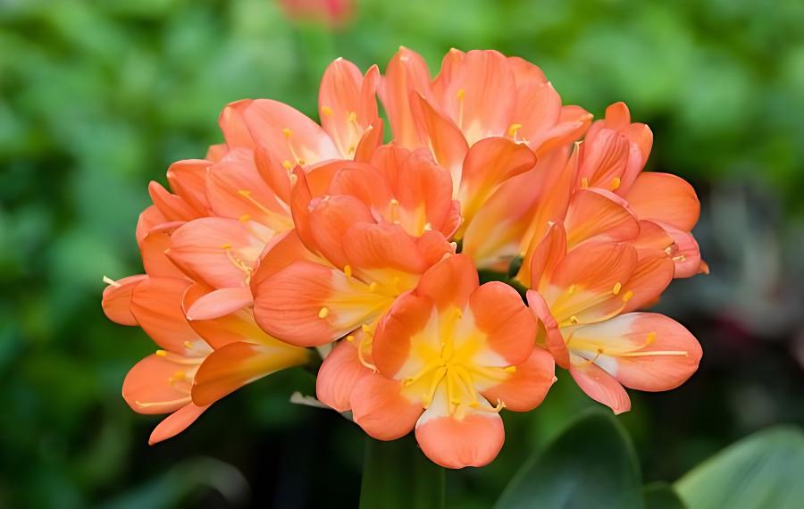 学会给君子兰换盆,让君子兰生长旺盛,花开鲜艳