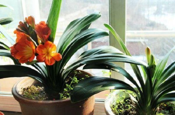 养护君子兰的最佳介质,不用换土一样让君子兰植株健壮